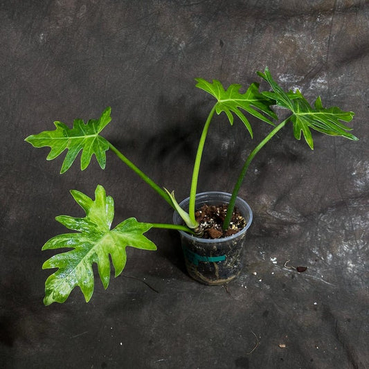 Variegated Philodendron Strawberry Shake Plant - Rare Indoor Houseplant - Philodendron Radiatum - US Seller