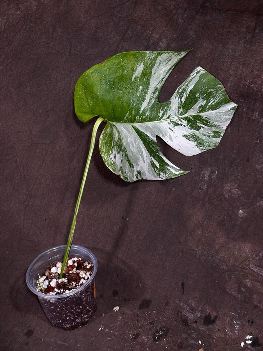 Variegated Monstera Albo Plant - Rare White Borsigiana - Exact Plant - Houseplant - Monstera Deliciosa Variegata