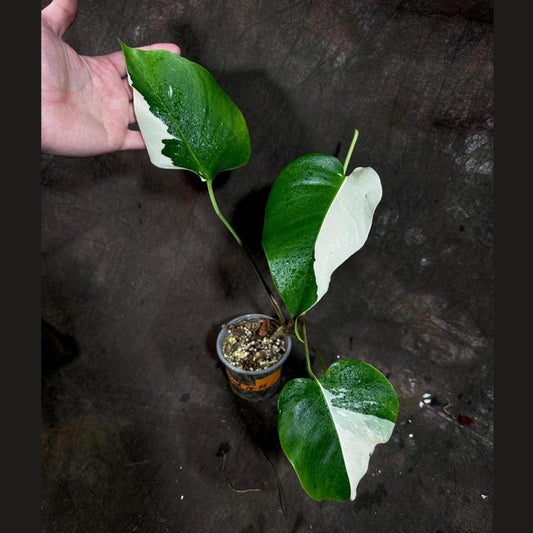Variegated Monstera Albo Plant - Baby Size White Monstera Borsigiana - Rare Indoor Houseplant - Exact Plant - US Seller