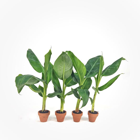 4" Double Mahoi Banana Plants - Unique Double Bunching Variety - Musa acuminata