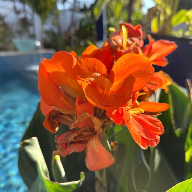 Canna Lily Rhizome - Orange Beauty Variety - Tropical Flowering Plant - Canna indica