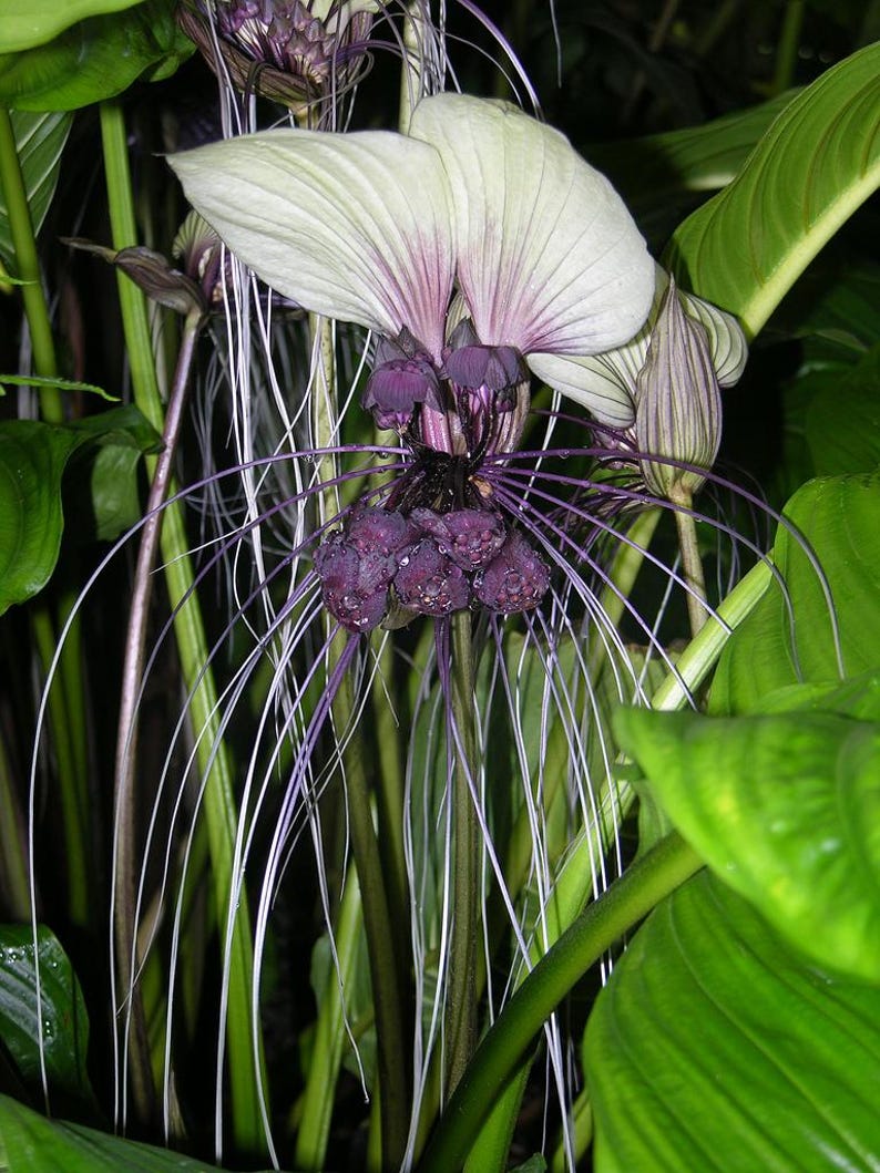 White Bat Flower Live Plant - Tacca integrifolia - Hardy Outdoor Plant for Unique Gardens - Minor Blemishes Possible
