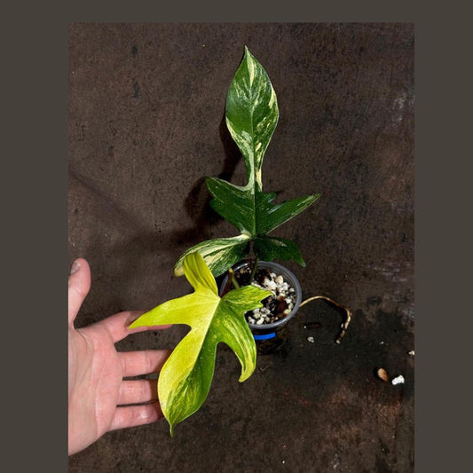 Variegated Philodendron Florida Beauty Plant in Nursery Pot - Rare Collector Plant - Philodendron 'Florida Beauty'