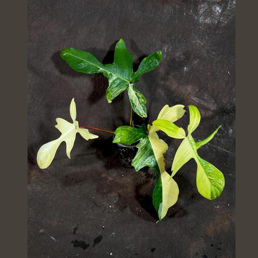 Variegated Philodendron Florida Beauty Live Plant in Nursery Pot - Rare Indoor Houseplant with Stunning Foliage (Philodendron 'Florida Beauty')