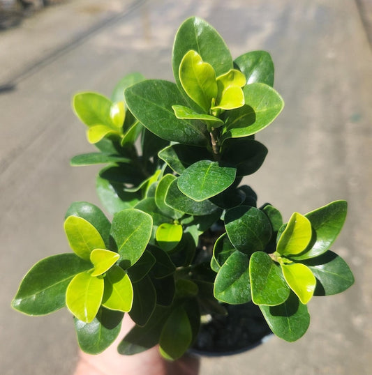Carissa Macrocarpa Bonsai Start - Natal Plum Live Plant - Pre Bonsai - Outdoor Grown - Minor Blemishes Possible