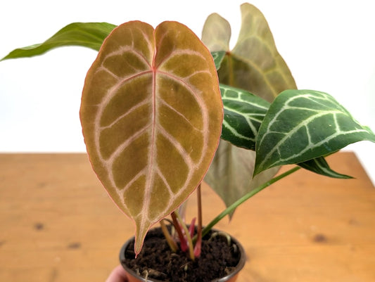 Anthurium Crystallinum Plant - Assorted 4 Inch Pots - Tropical Beauty with Heart-Shaped Leaves - Exotic Houseplant