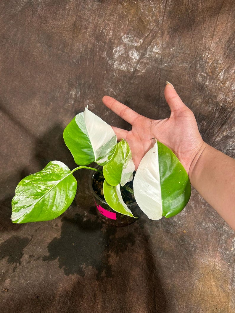 Variegated Monstera Albo Plant | Rare White Borsigiana | Indoor Houseplant | Monstera Albo | Exact Plant from US Seller