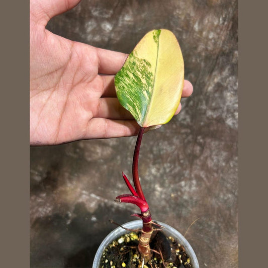 Variegated Philodendron Strawberry Shake Plant in Pot - Rare Pink Houseplant - Philodendron erubescens - Live Indoor Plant