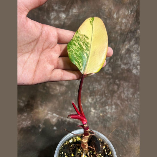Variegated Philodendron Strawberry Shake Plant in Pot - Rare Pink Houseplant - Philodendron erubescens - Indoor Live Plant