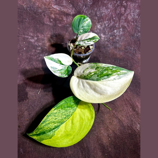 Variegated Scindapsus Pictus 'Jade Satin' Plant in Nursery Pot | Rare Potted Plant | Heart-Shaped Leaves | US Seller