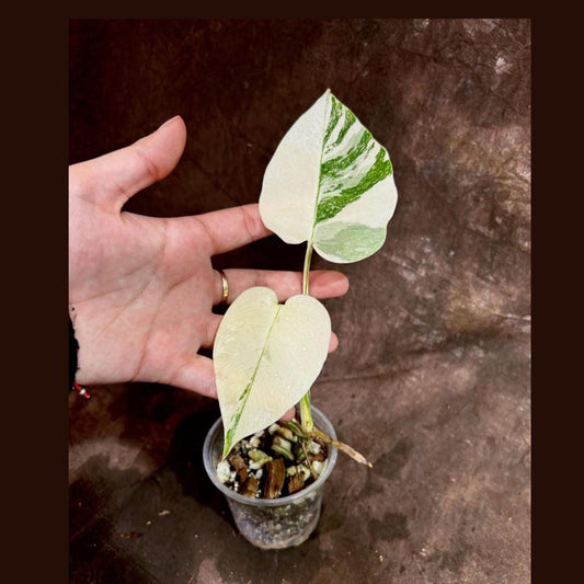 Variegated Monstera Albo Plant - Rare White Borsigiana - Baby Leaf Houseplant - Monstera Deliciosa Albo - Indoor Plant