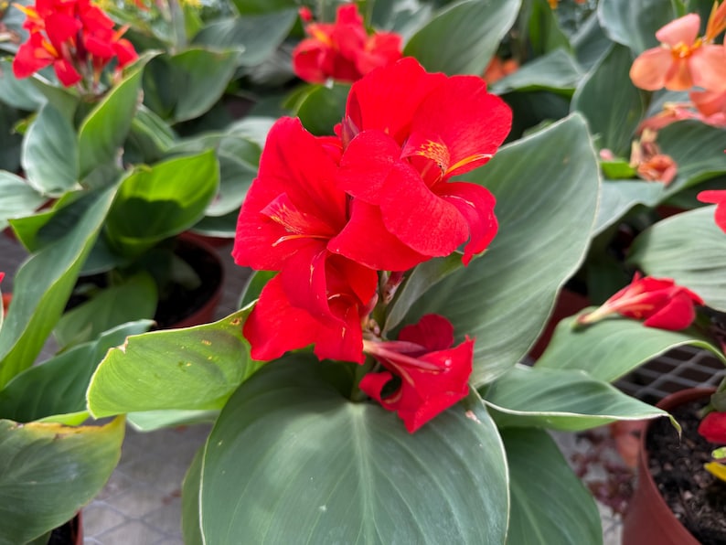 Canna Lily Rhizome - President Red - Tropical Flowering Plant - Canna indica - Ideal for Full Sun, Zones 4-10