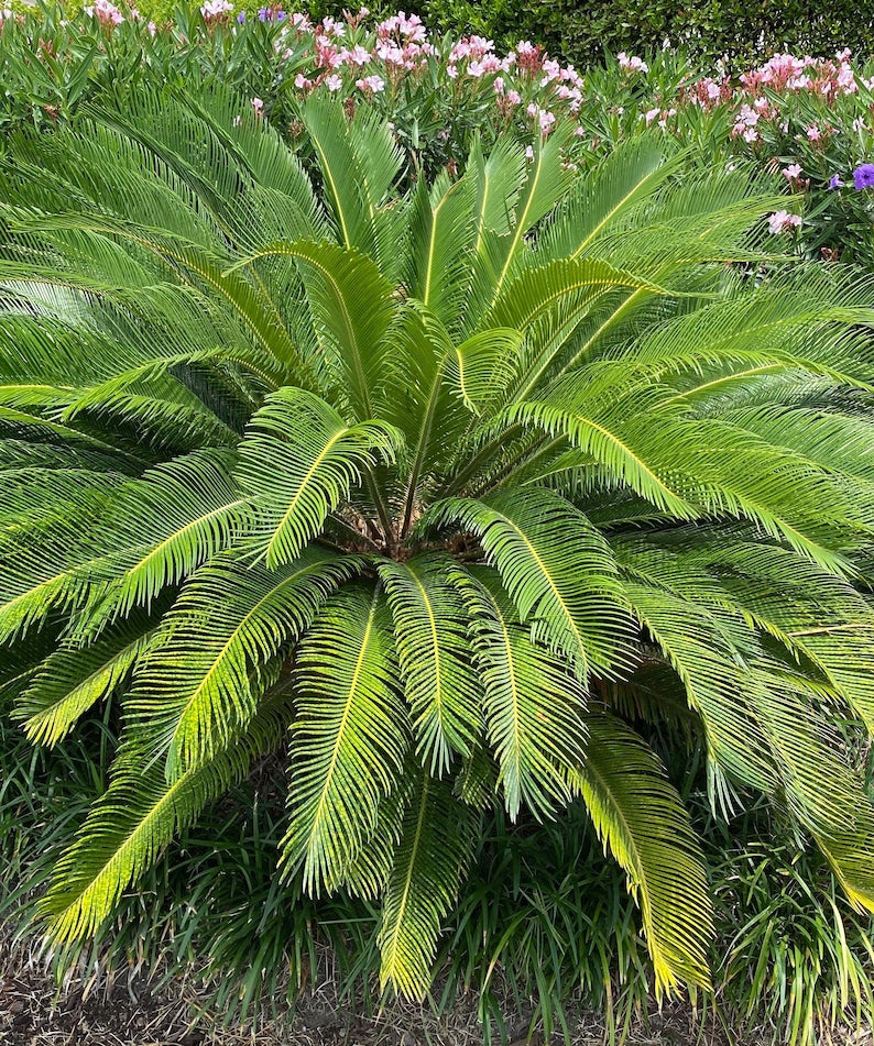 King Sago Palm Plant - Cycas Revoluta - Ornamental Sago Cycad - Tropical Indoor/Outdoor Foliage - Japanese Sago Palm