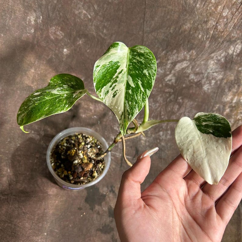 Variegated Monstera Albo Plant - Rare White Monstera Borsigiana - Exact Plant - Indoor Houseplant - US Seller - Unique Foliage