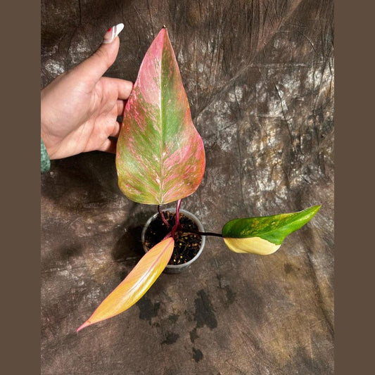 Variegated Philodendron Strawberry Shake Plant in Nursery Pot - Rare Pink Indoor Houseplant - Philodendron Pink Plant