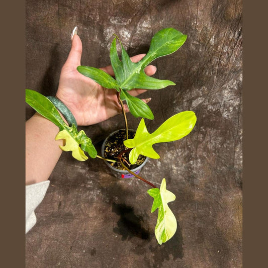 Variegated Philodendron Florida Beauty | Rare Indoor Plant | Heart-Shaped Leaves | Philodendron 'Florida Beauty'