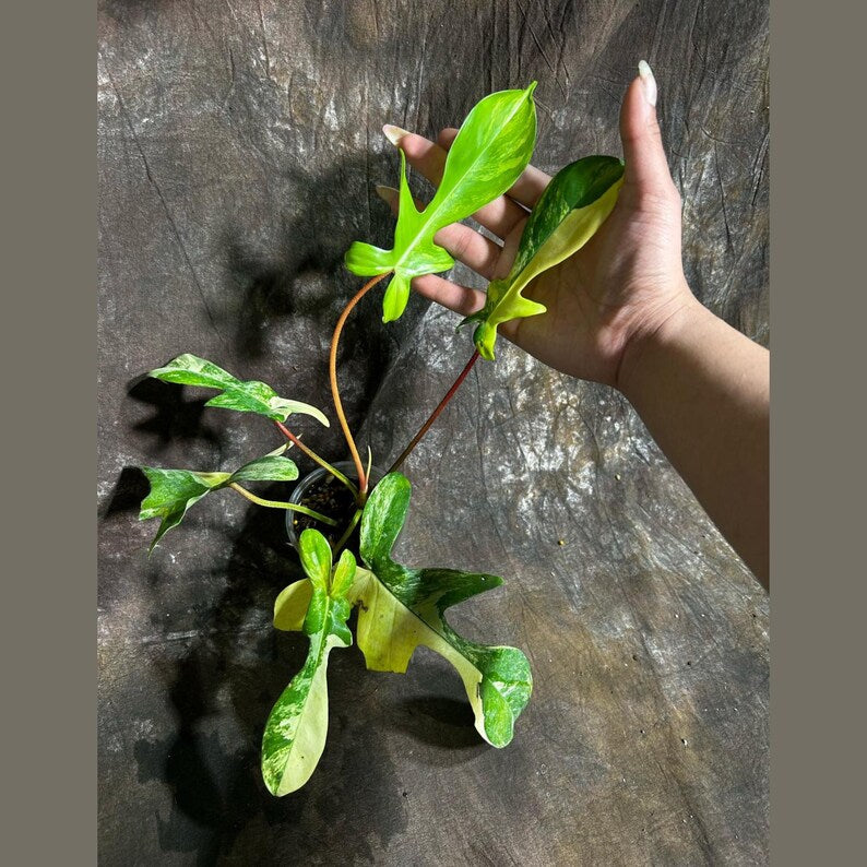 philodendron florida nursery Variegated Philodendron Florida Beauty Plant in Nursery Pot - Rare Tropical Houseplant