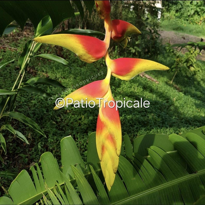 Heliconia Rhizome 'Sexy Orange' - Live Healthy Plant (Heliconia platystachys) - Fast Growing, Durable Cut Flower