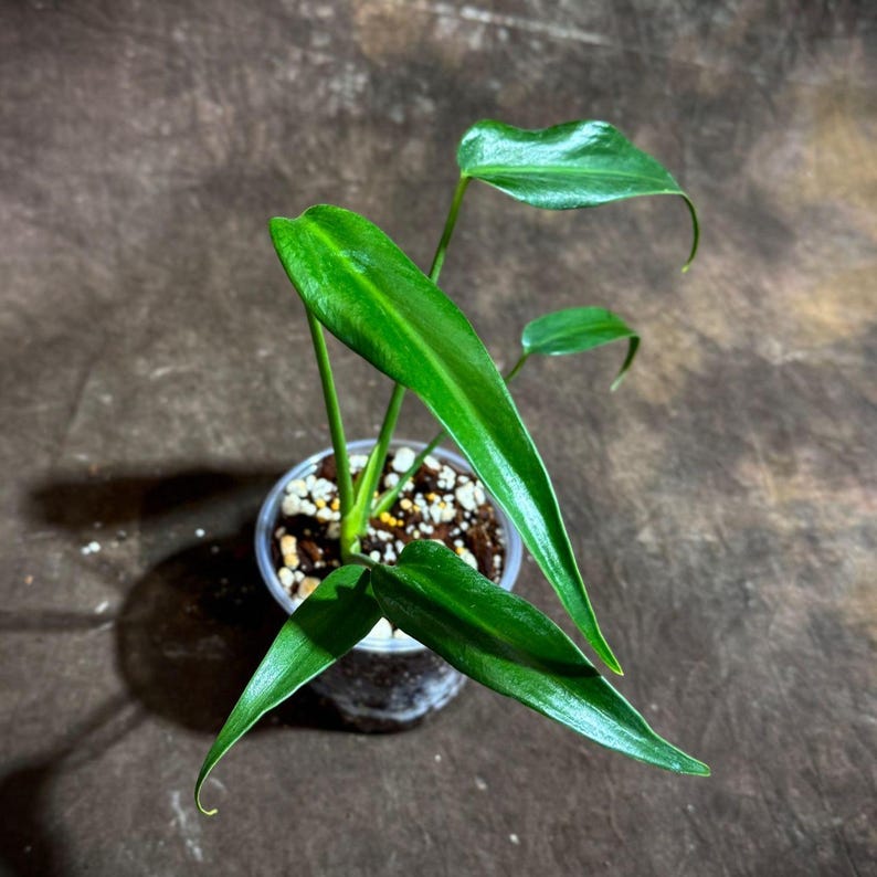 Monstera Burle Marx Flame Plant in Nursery Pot - Monstera Dilacerata - Rare Aroid - Unique Leaf Shape - US Seller