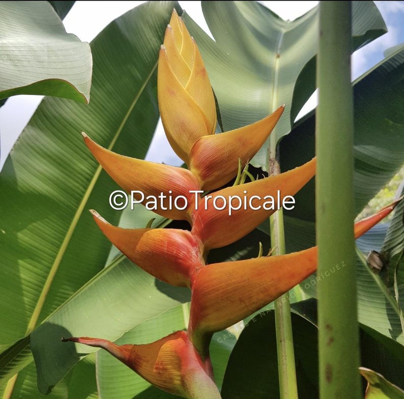 Healthy Live Rhizome Heliconia 'Stairway To Heaven' Tropical Plant - Heliconia imbricata x latispatha, Easy to Grow