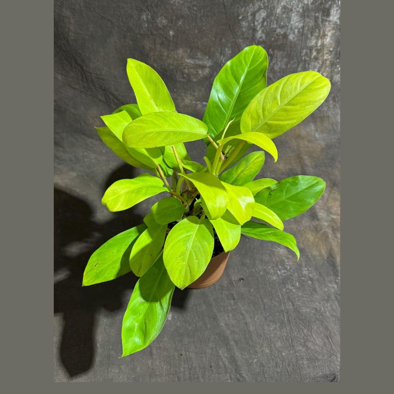 Lemon Lime Philodendron in 6" Self-Watering Pot - Vibrant Indoor Trailing Plant - Philodendron Cordatum - Air Purifying Decor