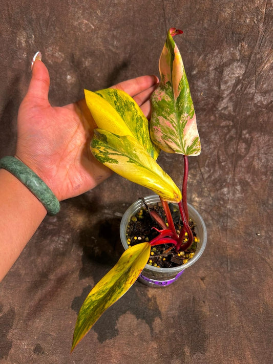 Variegated Philodendron Strawberry Shake Plant - Rare Pink Houseplant - Philodendron erubescens - Live Indoor Plant in Nursery Pot