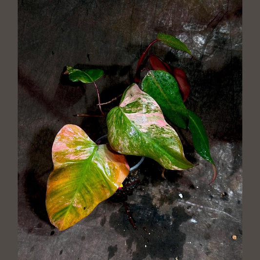 Variegated Philodendron Strawberry Shake Plant in Nursery Pot - Rare Pink Houseplant - Philodendron Pink Plant - Live Indoor Plant