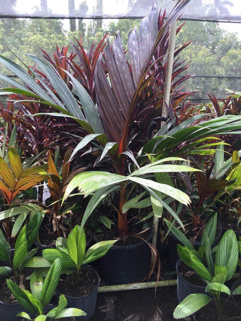 Areca Vestiaria Palm - Rare Red Crownshaft, Exotic Tropical Houseplant, Unique Foliage, Easy Care Indoor/Outdoor Plant