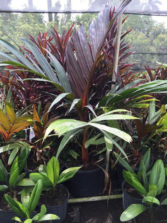 Areca Vestiaria Palm - Rare Red Crownshaft, Exotic Tropical Houseplant, Unique Foliage, Easy Care Indoor/Outdoor Plant