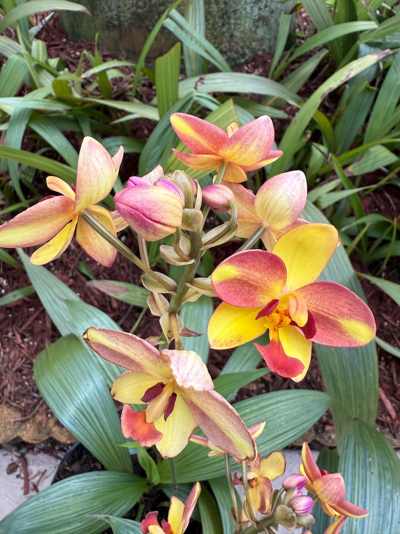 Ground Orchid Rhizome - Tropical Peach - Yellowish Pink - Spathoglottis Plicata - Well-Drained Soil - Zones 9-10