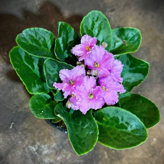 African Violet Plant 4" Pot Pink Blooms Saintpaulia Indoor Flower Houseplant Live Terrarium Decor