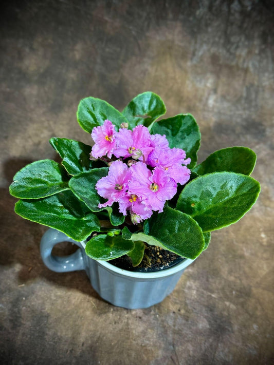 African Violet Plant in 4" Ceramic Cup - Pink Indoor Blooming Flower - Saintpaulia - Perfect Gift for Plant Lovers