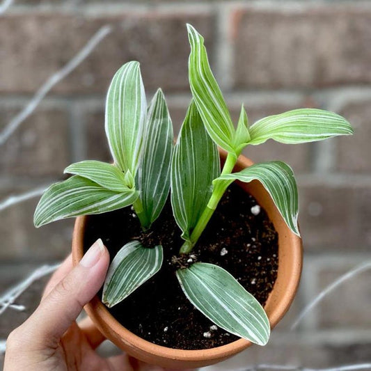 Variegated Tradescantia Plant 2" Pot | Pistachio White Stripe | Tradescantia Albiflora Variegata | Indoor Houseplant