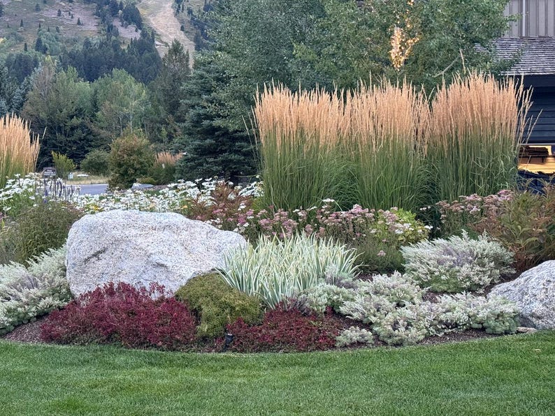 Karl Foerster Feather Reed Grass - Ornamental Grass with Golden Blooms - Calamagrostis acutiflora - Fast Growing, Easy Care Plant