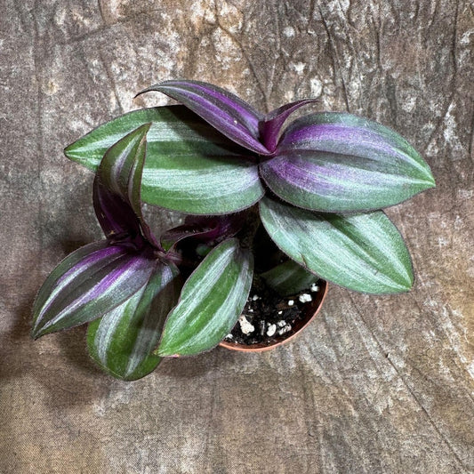 Wandering Jew Plant 2" Pot Rare Pink Silver Tradescantia Easy Care Hardy Indoor Houseplant Gift Plant