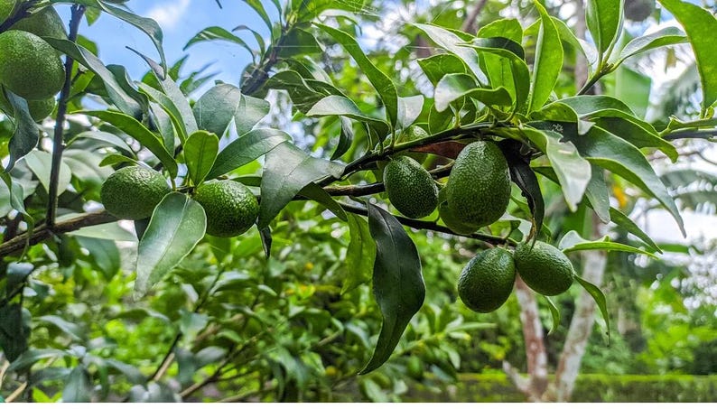 Donnie Avocado Fruit Tree - Container-Friendly, Fast-Growing, Persea Americana - Home Grown Avocados, Lush Evergreen Foliage
