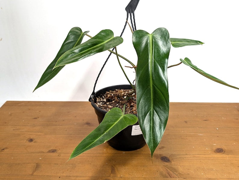 XL Philodendron Bernardopazii Plant in 8 Inch Basket - Rare Climbing Variety with Glossy Leaves - Indoor Tropical Houseplant