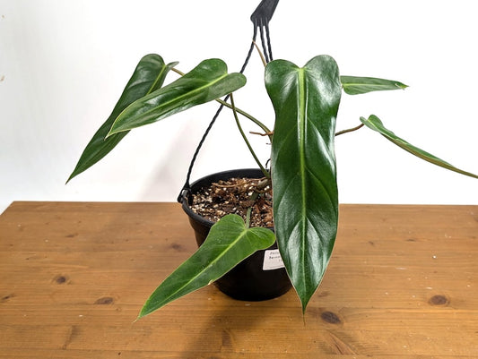 XL Philodendron Bernardopazii Plant in 8 Inch Basket - Rare Climbing Variety with Glossy Leaves - Indoor Tropical Houseplant