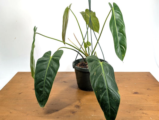 XL Philodendron Amazon Spirit 8" Hanging Basket - Dark Green Leaves - Philodendron 'Amazon Spirit' - Free Hoya Krimson Queen Offer