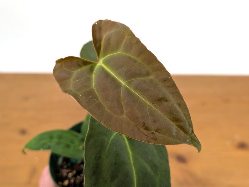 Anthurium Red Crystal 4 Inch Pot - Iridescent Foliage, Premium Hybrid - Anthurium Crystallinum - Free Hoya Krimson Queen Offer
