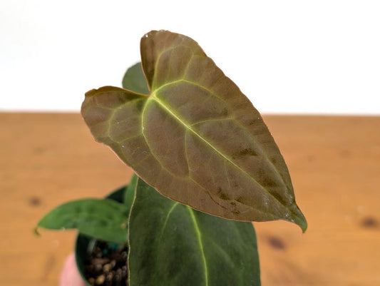 Anthurium Red Crystal 4 Inch Pot - Iridescent Foliage, Premium Hybrid - Anthurium Crystallinum - Free Hoya Krimson Queen Offer