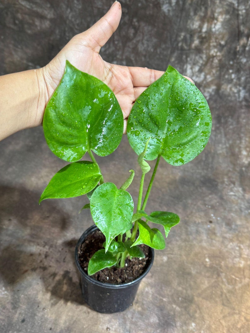Monstera Deliciosa Plant in 4" Grow Pot - Swiss Cheese Plant - Tropical Houseplant - Easy Care Indoor Plant - Rare Variety