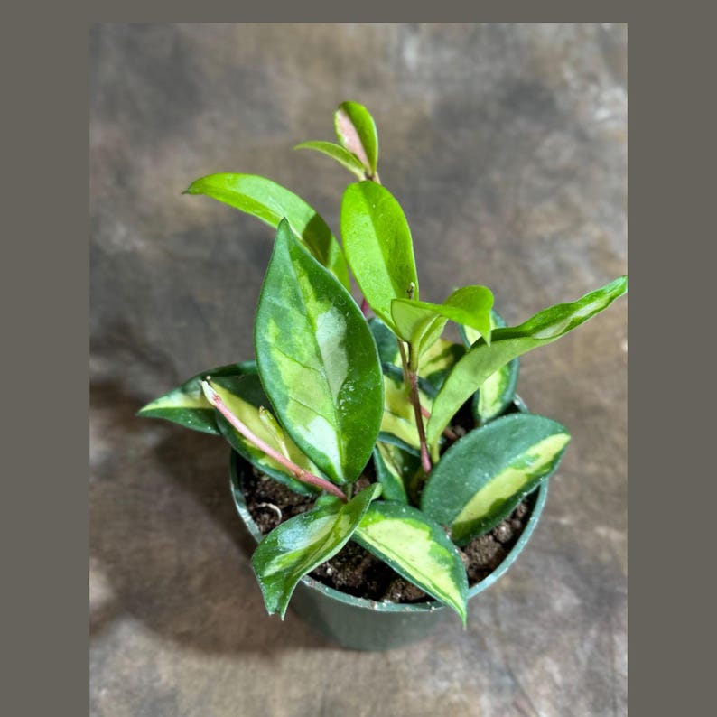Hoya Plant in 4" Pot - Krimson Princess - Indoor Hardy Wax Plant - Hoya carnosa 'Krimson Queen' - Easy Care Houseplant