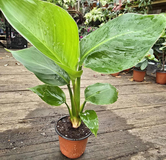 Bird of Paradise Live Plant 12-14 in White Strelitzia nicolai - Giant White Bird of Paradise