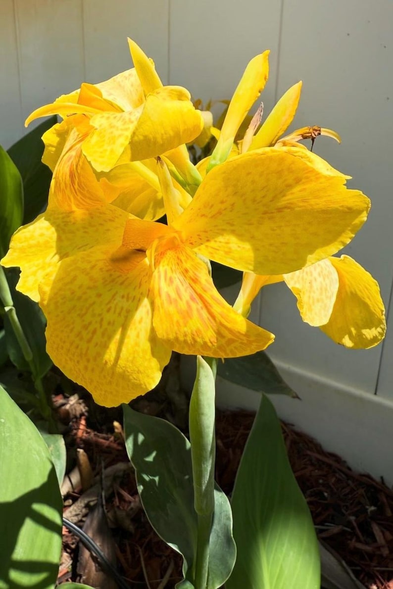 Canna Lily Rhizome - Happy Emily - Vibrant Flowering Plant - Canna indica