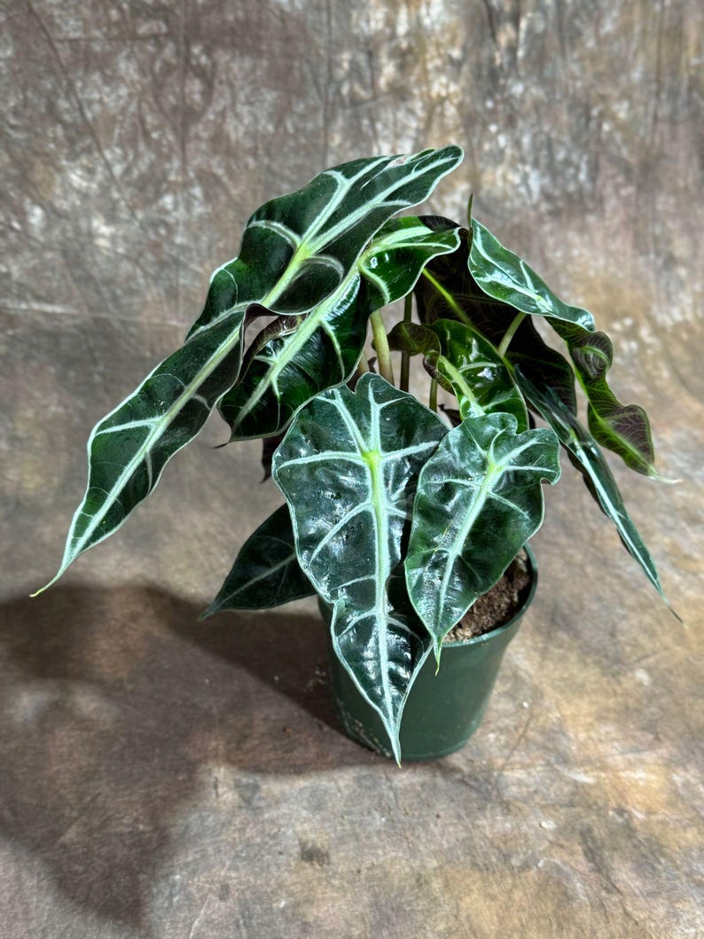 Alocasia Polly Plant 4" Grow Pot | African Mask Plant | Live Indoor Tropical Beauty | Air Purifier | Beginner Friendly