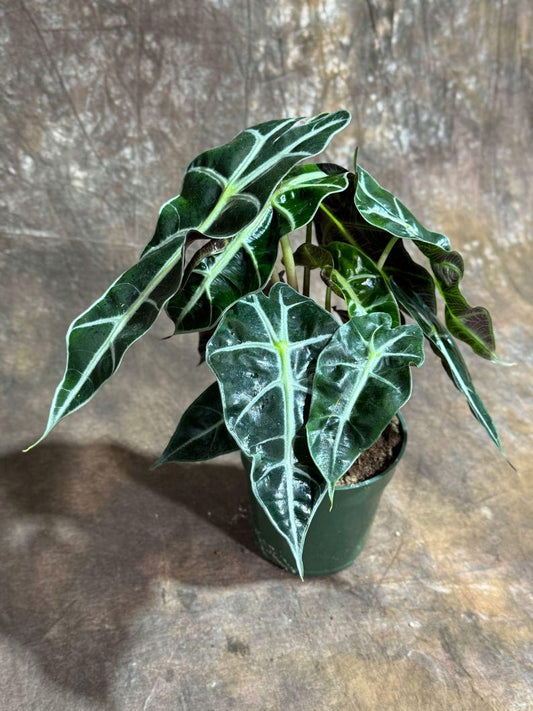 Alocasia Polly Plant - 4" Grow Pot | African Mask Plant | Air Purifier Indoor Tropical Beauty | Live Alocasia Plant