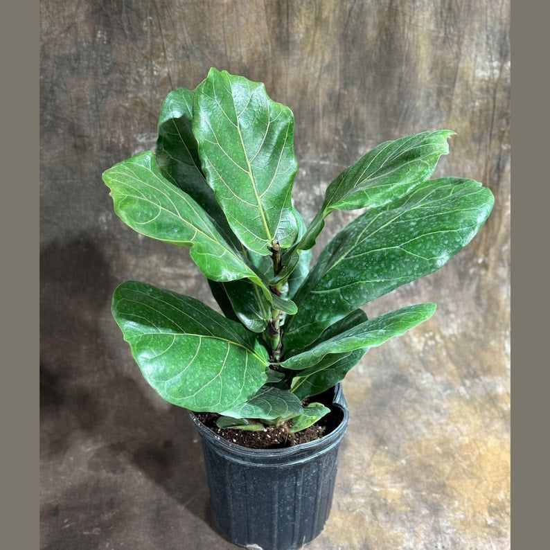 Fiddle Leaf Fig Tree 10" Pot - Ficus Lyrata 2 Feet - Indoor Air Purifier Plant - Low Light Houseplant - Ideal Housewarming Gift