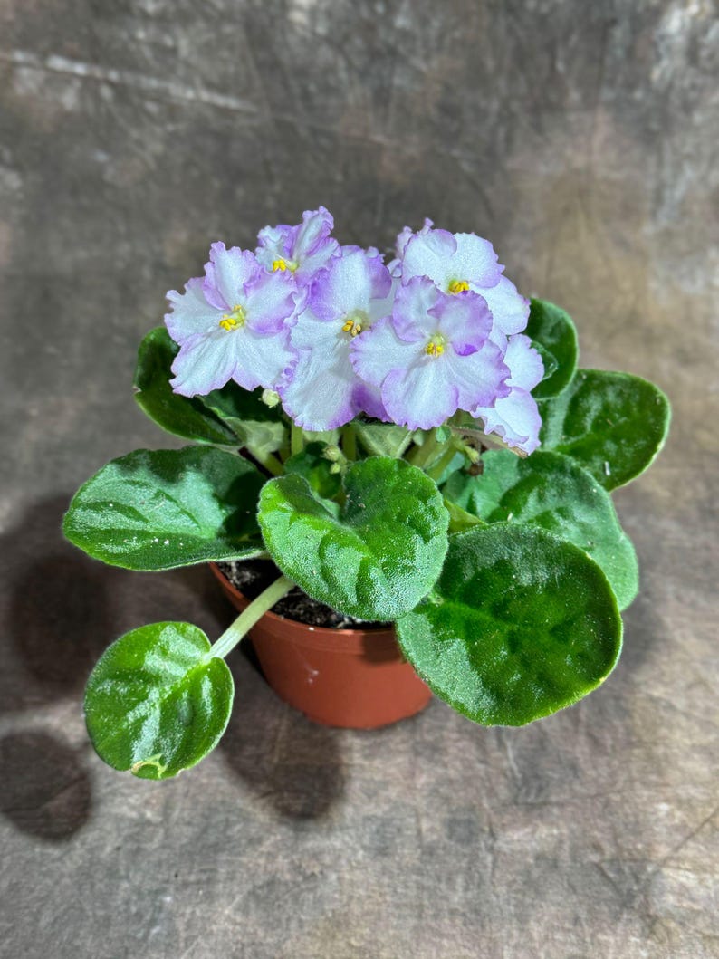White Queen African Violet Plant in 4" Pot - Saintpaulia - Indoor Flowering Houseplant - Elegant White Blooms for Home Decor