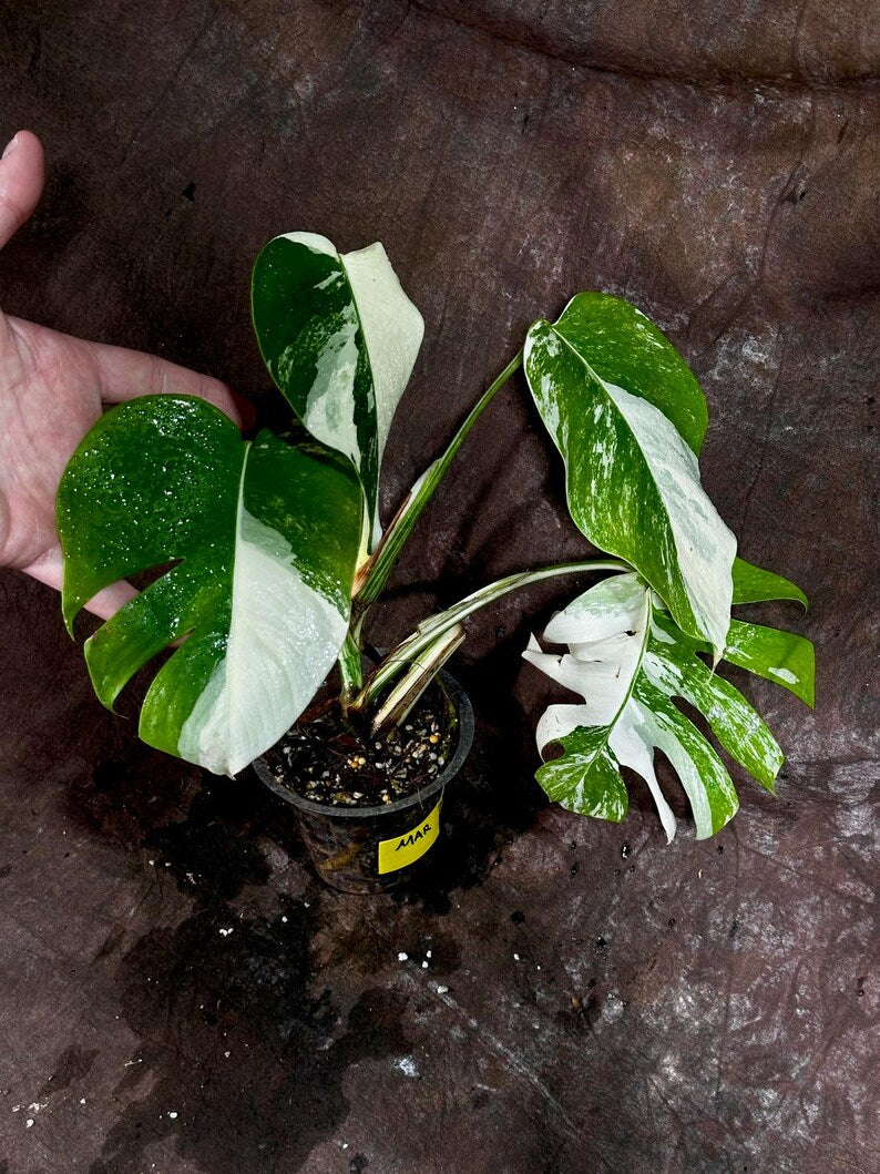 Variegated Monstera Albo Plant - Rare White Monstera Borsigiana - Indoor Houseplant - Unique Green and White Leaves